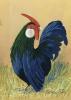 Blue Rose Rooster