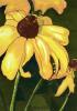 Black Eyed Susan