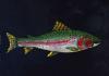 Rainbow Trout  Acrylic enhanced giclee print matted